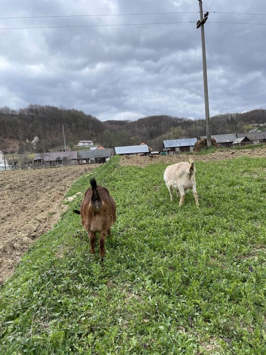 Capre de vanzare cu lapte toate