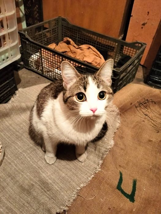 Живёт в кладовке