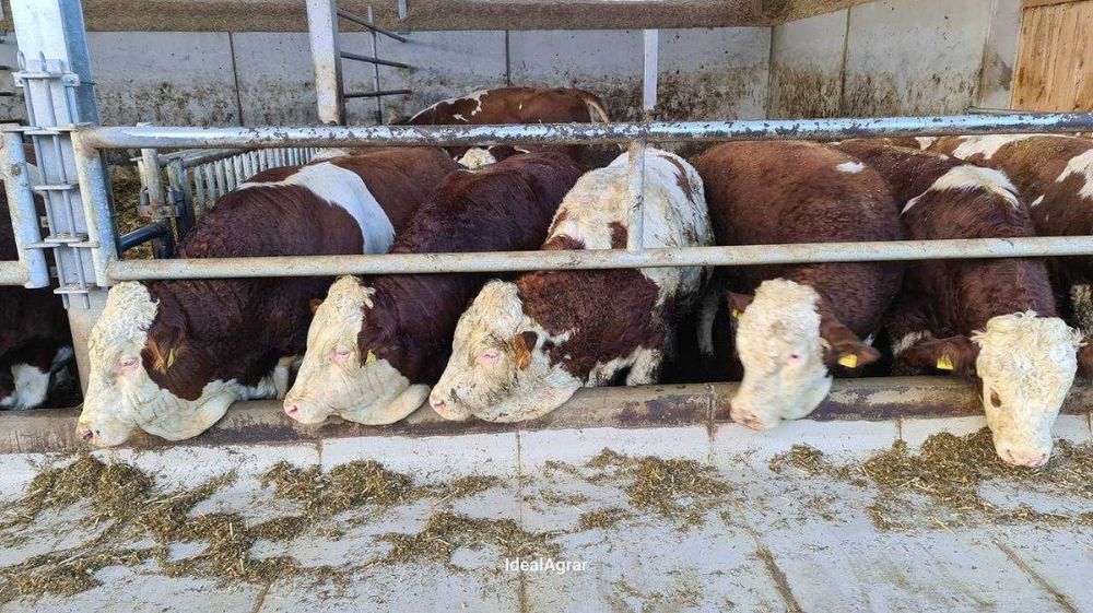 Ideal korm chorva uchun ozuqa