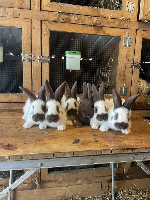 Pui fluture german havana