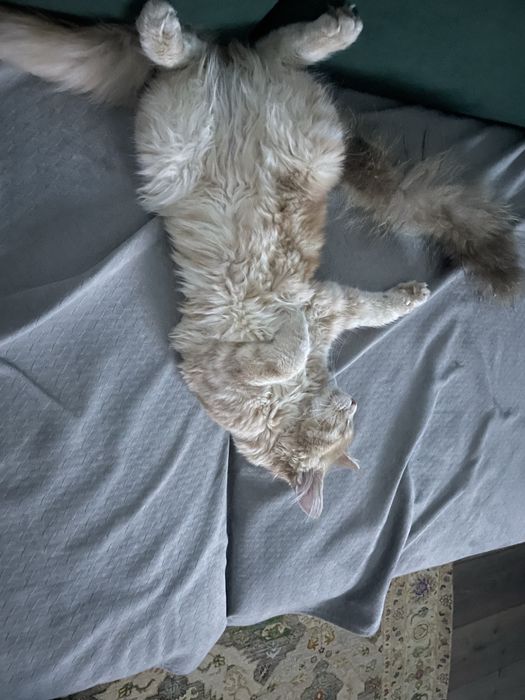 пропала кошка Мейн Кун, район малой станицы