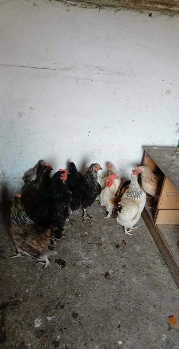 Продавам кокошки и неми гъски.