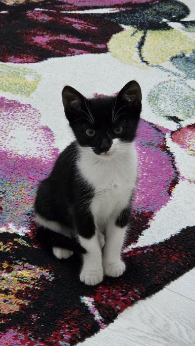 Donez pisic pentru adoptie