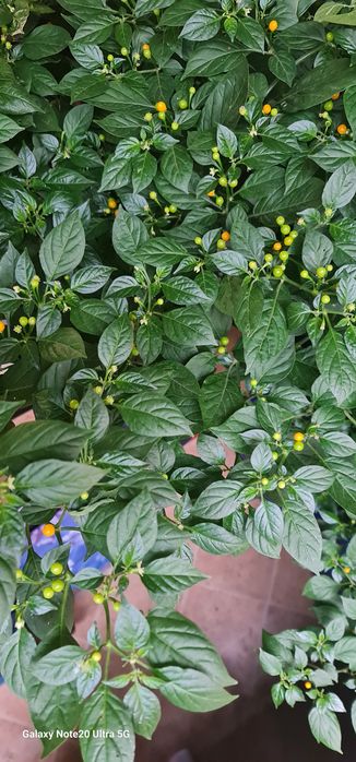 Ardei iute  Aji charapita