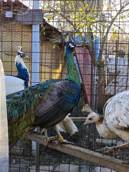 Vand pauni diferite varietati