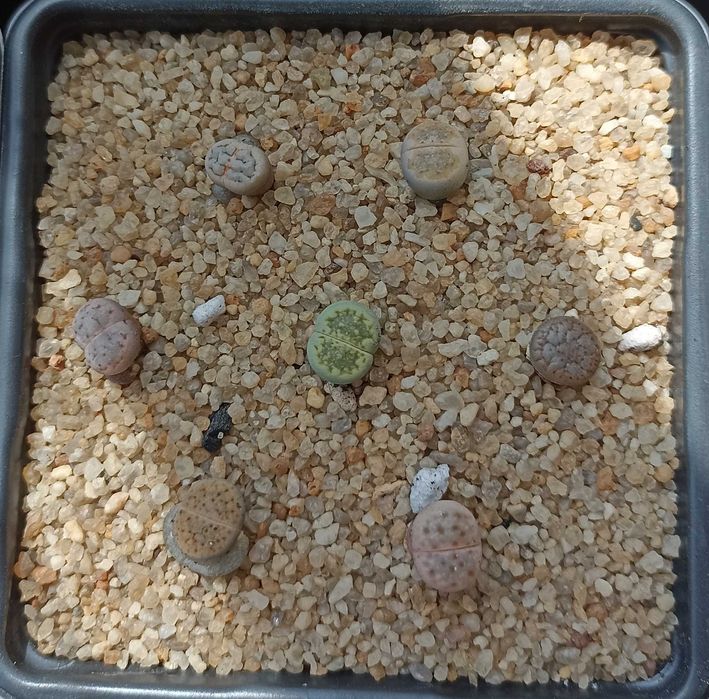 Литопсы-суперсуккуленты