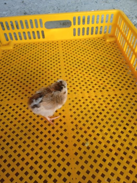 Уй товуги жужалари