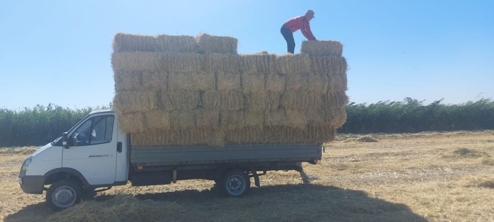 Сабан прес бар сабан