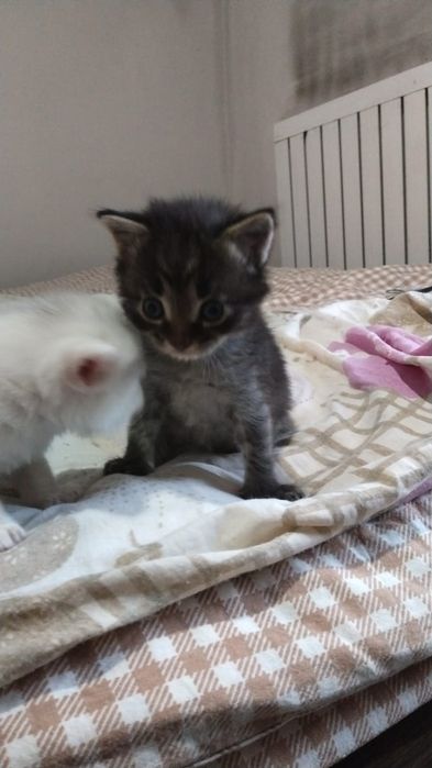 Котята от Шотландской кошки