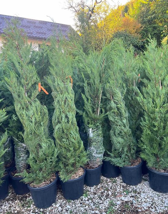 Cupressocyparis Leylandii pentru Spatii Verzi