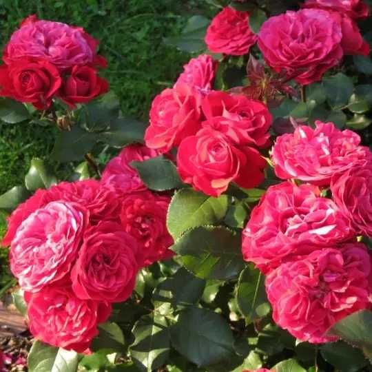Розы саженцы с питомника