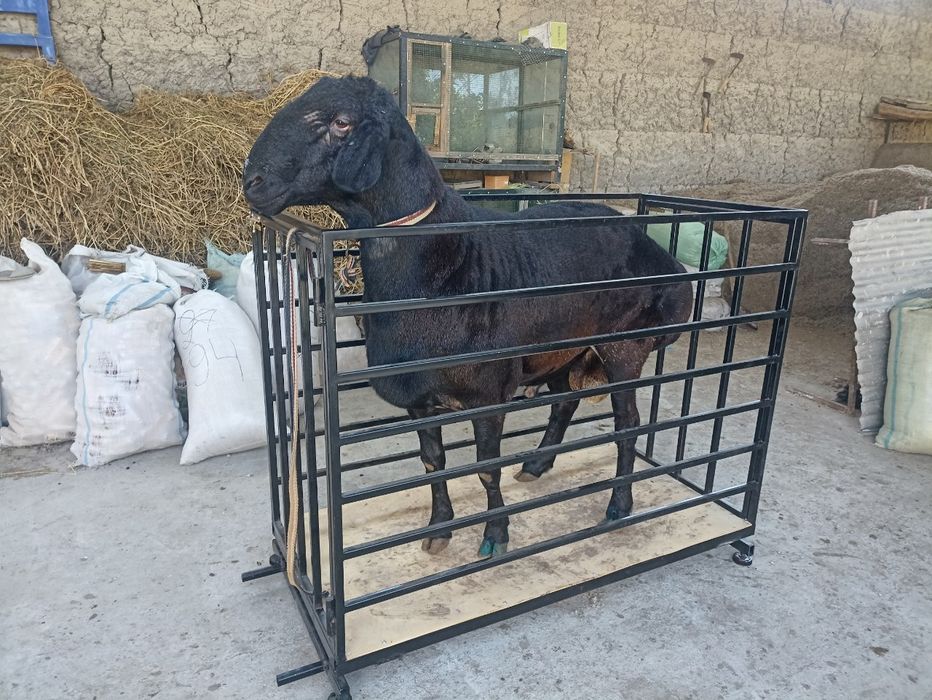 Куй вазни улчаш учун ТАРОЗИ