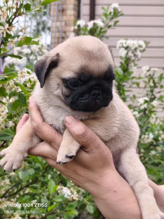 Продам шикарных щенков мопса