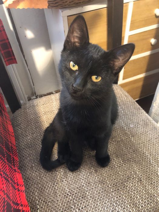 Pisoi negru pentru adoptie, il putem aduce si la domiciliul dumneavoastra.