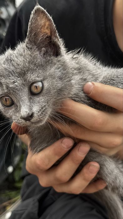 Отдам котенка в добрые руки