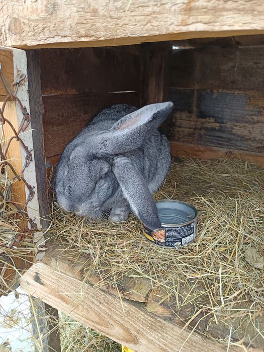 Vând iepuri cu cotet cu tot