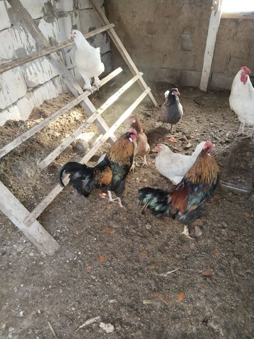 Петухй 8 месец 2штука