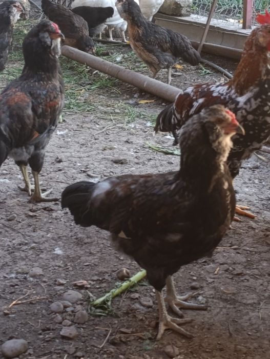 Vând pui de rasă Ameraucana