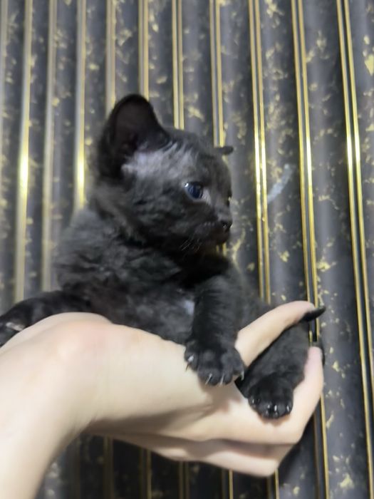 Редкие котята браш