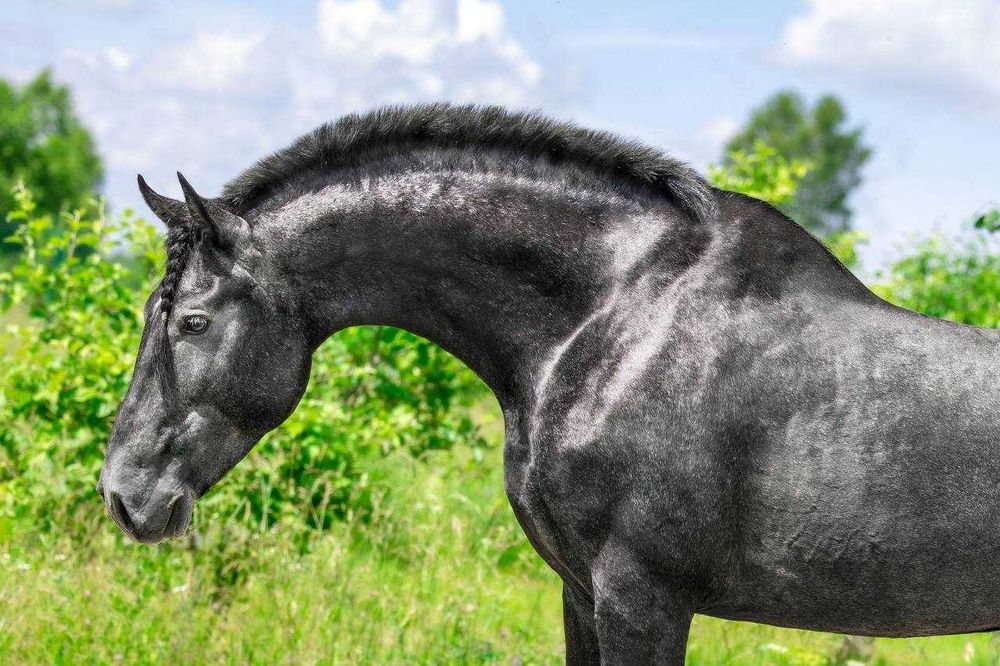 #Продажбанаакции #акционернодружество #създавамеферма #съкооператори