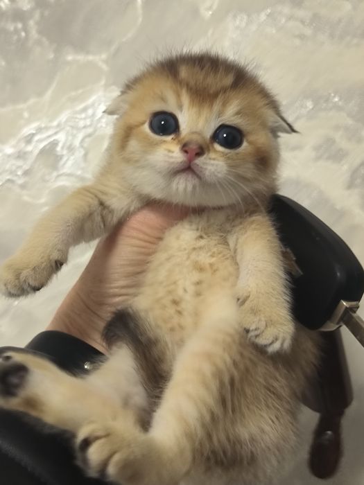 Котята от правильной вязки