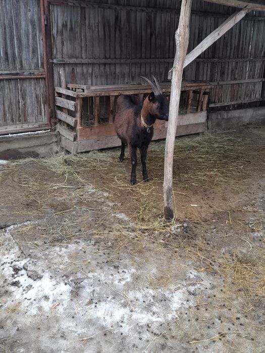 De vânzare alpin_francezå.