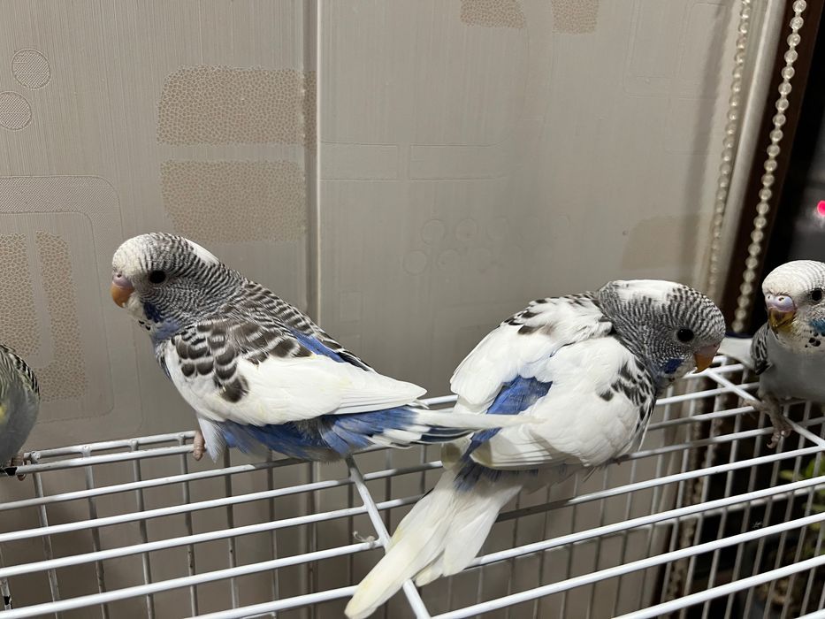 Qushlar Valnisti волнистый попугай valnistiy to’tiqush под чех