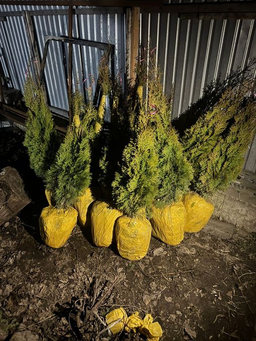Продам туи от 60см до 3 метров