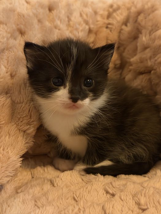 1 fetita pentru  adoptie