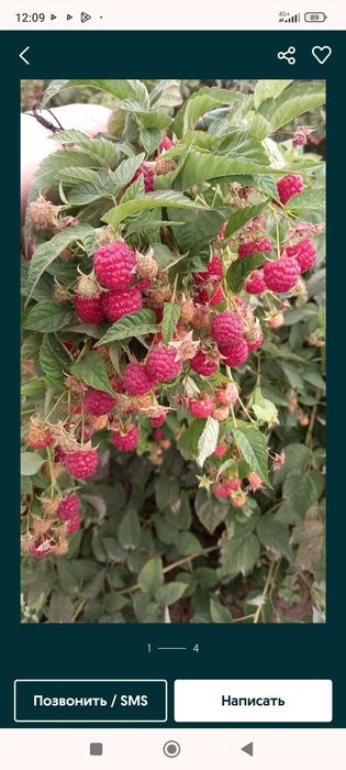 Продам   саженцы   малины  красной