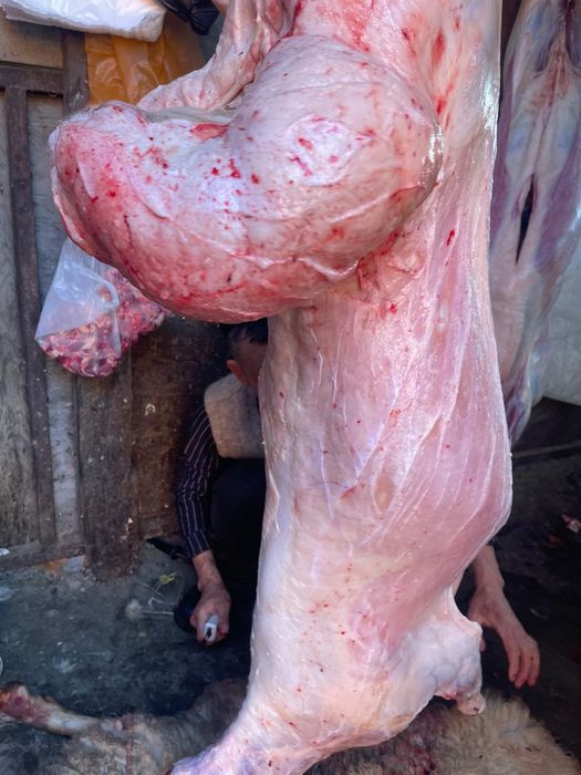 Семіз қой сатылады