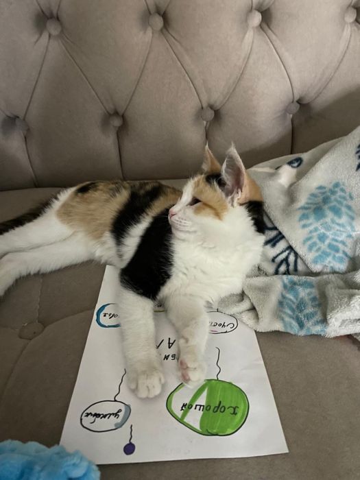 Одою хорошие руки кошку