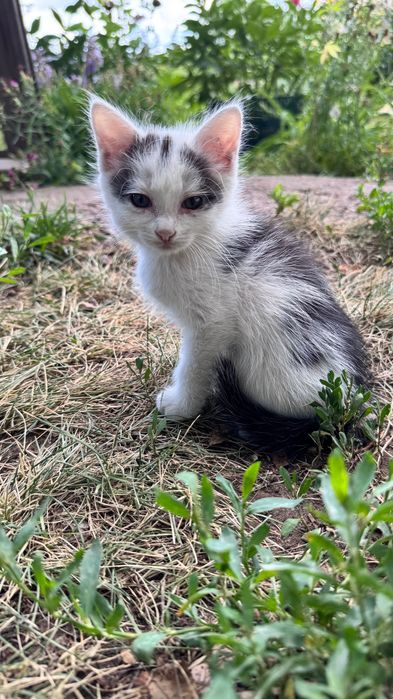 Отдам котят в добрые руки