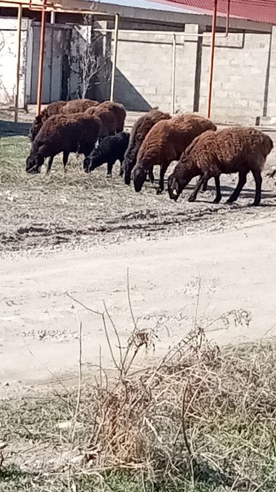 Гиссар қойлар сатылады