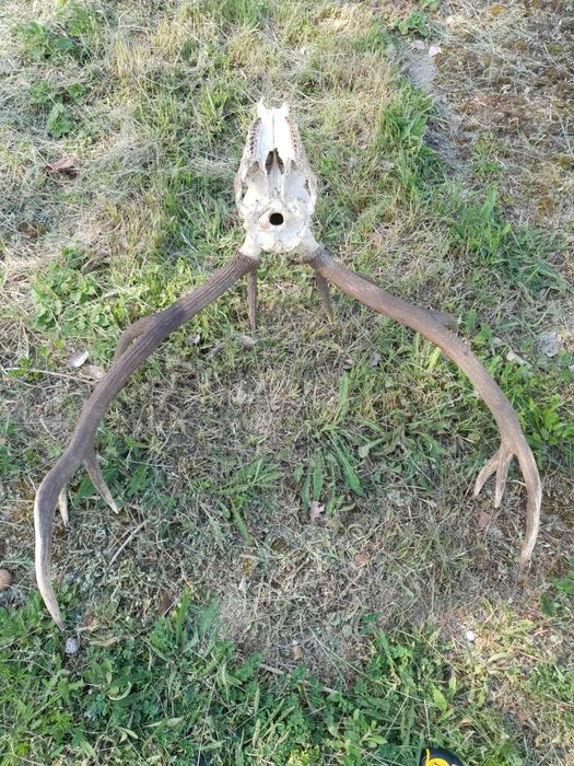 Trofeu coarne de cerb