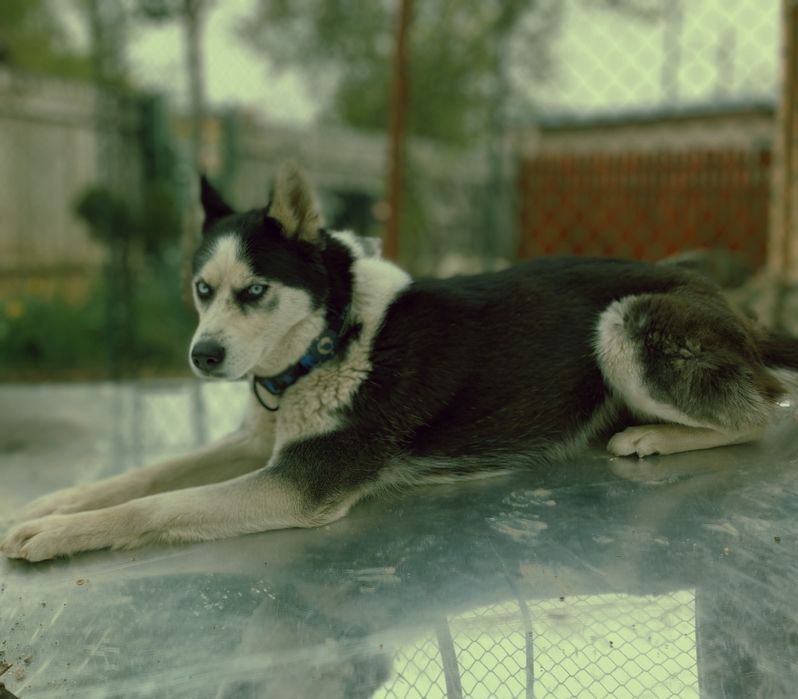 Ofer spre adopție responsabilă – Husky Siberian, 3 ani, femelă – Maya