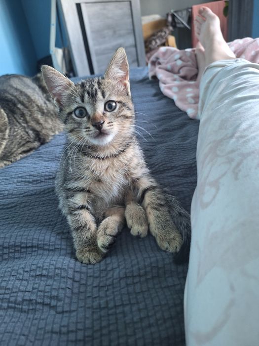 Отдадим котят в добрые руки