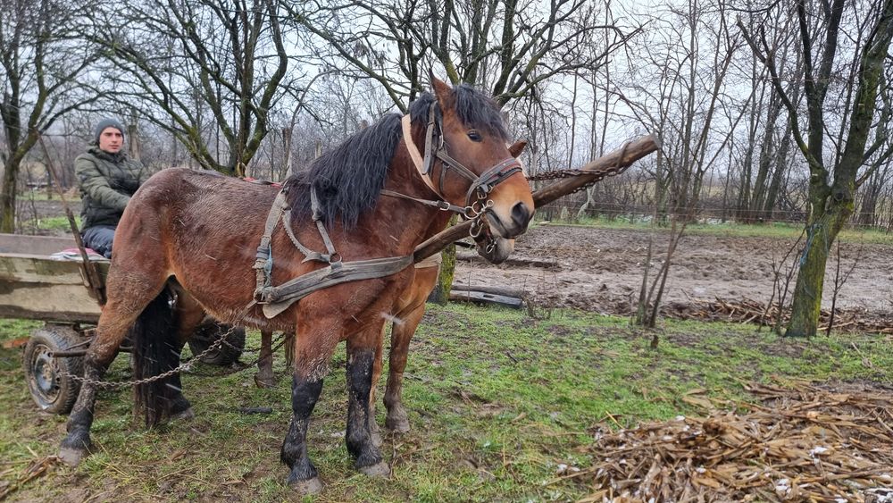 Vand sau Schimb - Armăsar 6 ani