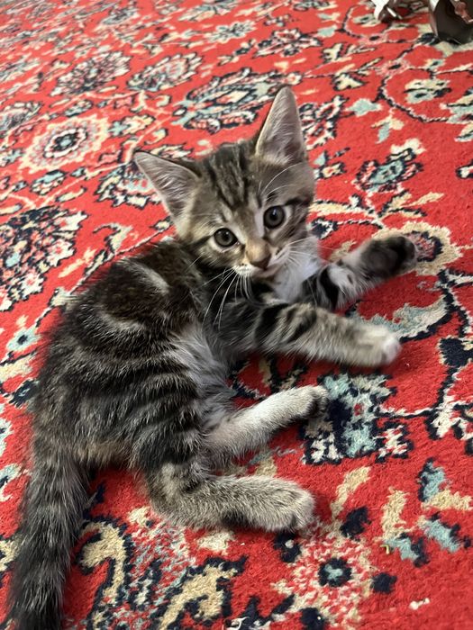 КотятЯ.  Бесплатно.