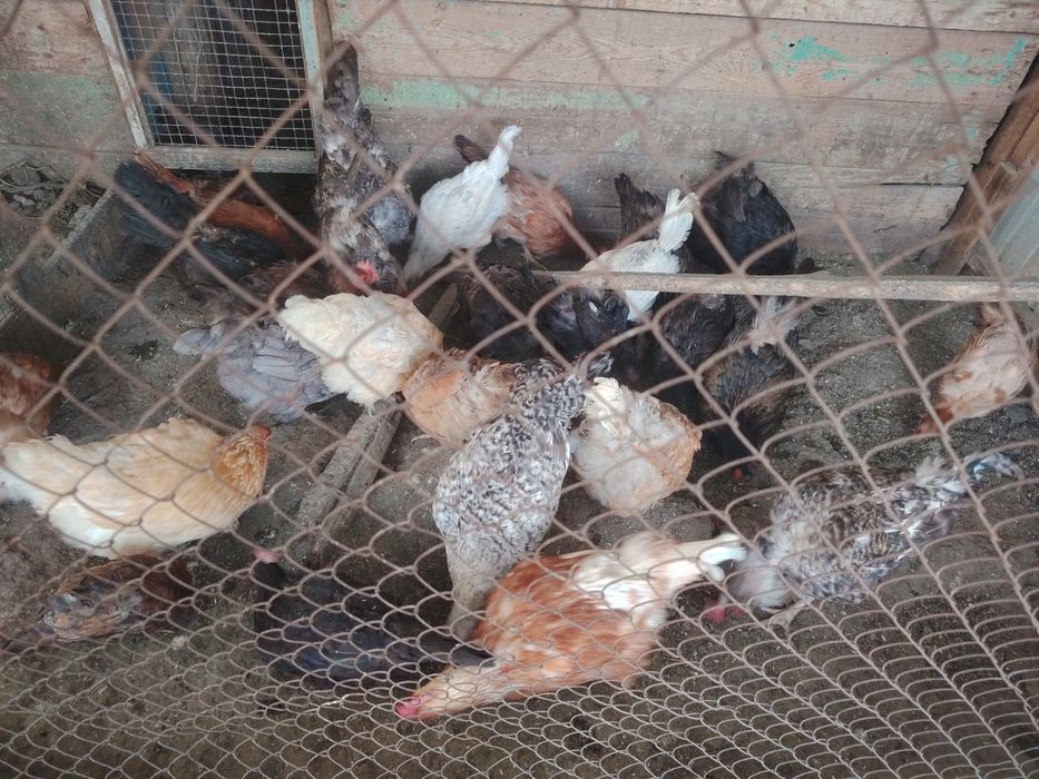 Продам куры домашний