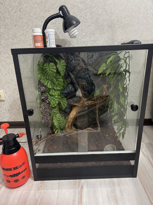 Террариум с гекконом бананоедом