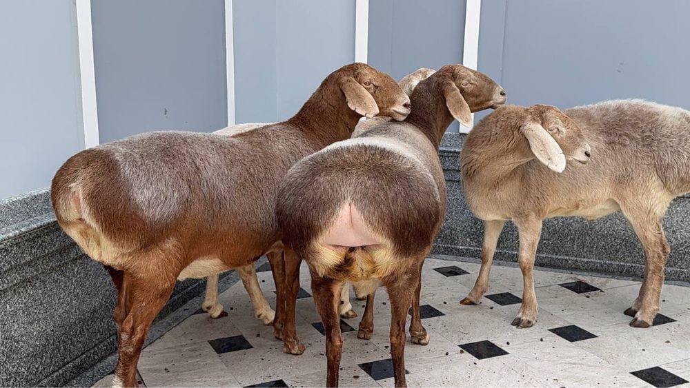 Qo’y bor Qo’ylar bor qurbonlikka 24/7