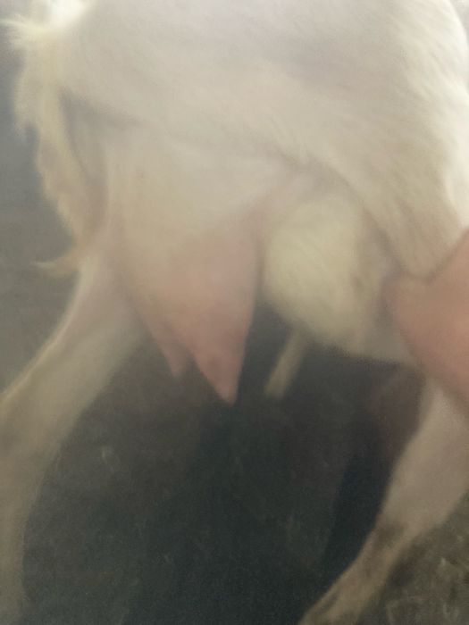 Vand caprite tinere 550 ron  buc