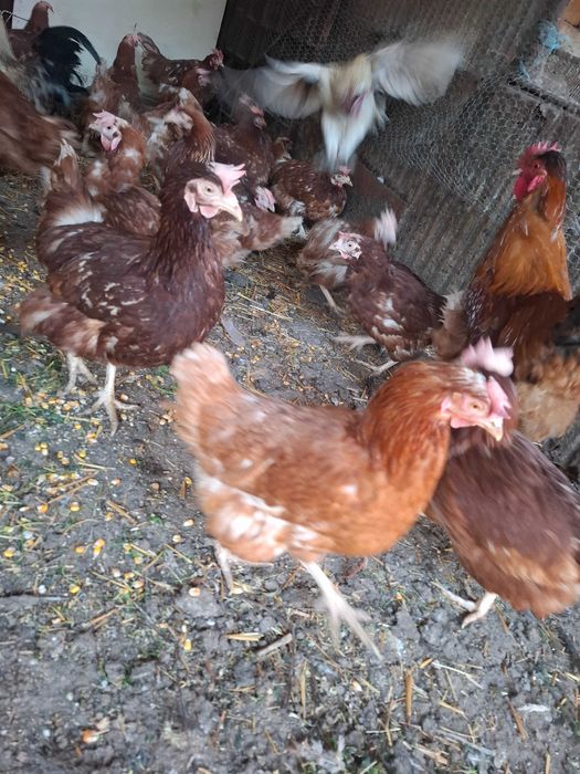 Кокошки носачки ломан браун