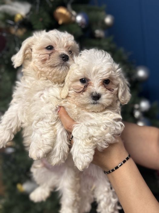 Catelus bichon maltez