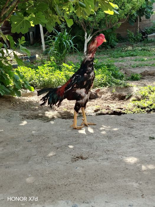 Dakang huroz toza zot