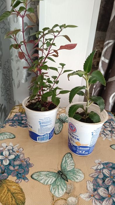 Срочно Недорого продам комнатные  цветы