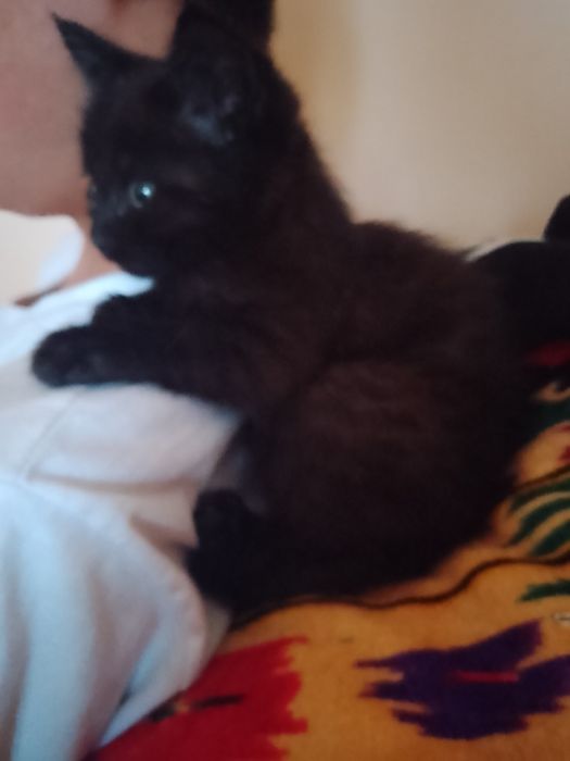 Hadyaga uy mushukchasi