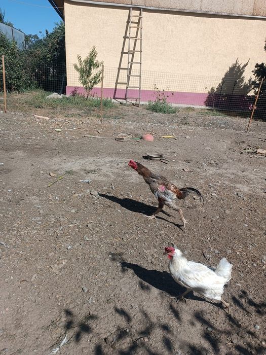 Продам срочно дакана