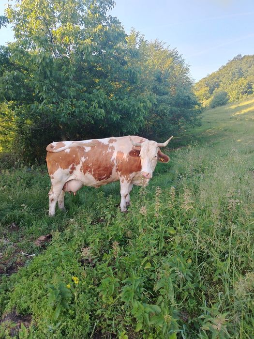 Vacă cu vițel de vânzare